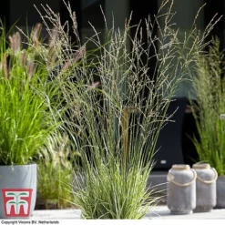 Molinia Caerulea Ssp. Arundinacea 'Mostenveld'