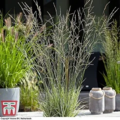 Architectural Grasses Collection -Garden Central Sales Store moli most1