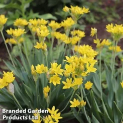 Bulb Bonanza Collection Mix -Garden Central Sales Store moly21