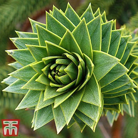 Araucaria Araucana 1 Araucaria Araucana