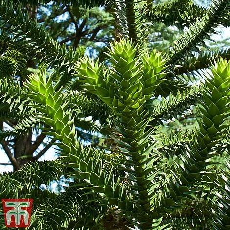 Araucaria Araucana 2 Araucaria Araucana - Image 2