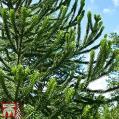 Araucaria Araucana 7 Araucaria Araucana -Garden Central Sales Store monk3