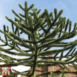 Araucaria Araucana 8 Araucaria Araucana -Garden Central Sales Store monk4