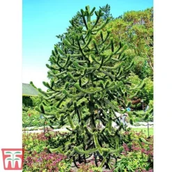 Araucaria Araucana 9 Araucaria Araucana -Garden Central Sales Store monk6