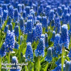 Bulb Bonanza Collection -Garden Central Sales Store musc1