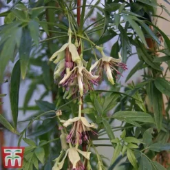Clematis Napaulensis -Garden Central Sales Store napal