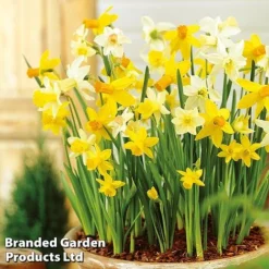 Bulb Bumper Collection -Garden Central Sales Store narc mini