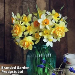 Bulb Spring Saver Collection -Garden Central Sales Store narco