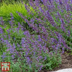 Nepeta Racemosa 'Walkers Low'