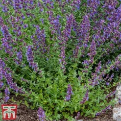 Nepeta Racemosa 'Walkers Low' -Garden Central Sales Store nepe3