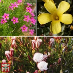 Oxalis Bulbs Collection
