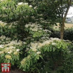 Cornus Controversa 'Pagoda' -Garden Central Sales Store pag2