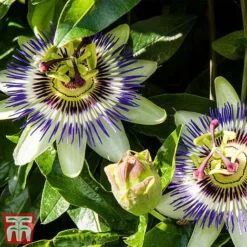 Passiflora Caerulea -Garden Central Sales Store pass caer