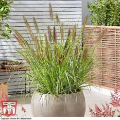 Architectural Grasses Collection -Garden Central Sales Store penn black1