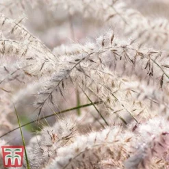 Pennisetum Orientale 'Dance With Me' -Garden Central Sales Store penn dance3