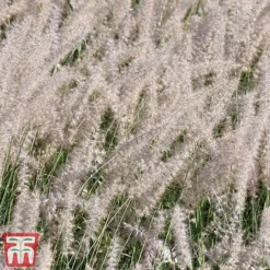 Pennisetum Orientale 'Dance With Me' -Garden Central Sales Store penn dance5