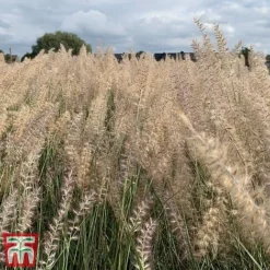 Pennisetum Orientale 'Dance With Me' -Garden Central Sales Store penn dance6