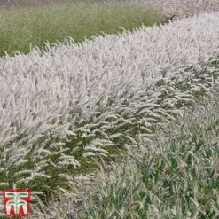 Pennisetum Orientale 'Dance With Me' -Garden Central Sales Store penn dance7