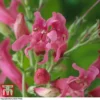 Penstemon Barbatus Var. Praecox
