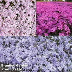 Creeping Phlox Trio Collection