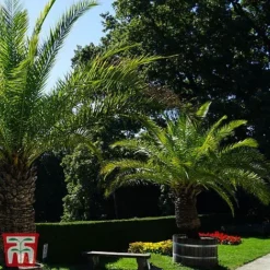 Phoenix Palm -Garden Central Sales Store phoe can2