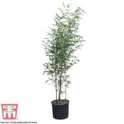 Black Bamboo -Garden Central Sales Store phyl nigra10b