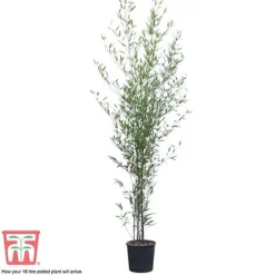 Black Bamboo -Garden Central Sales Store phyl nigra18