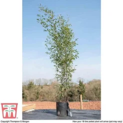 Black Bamboo -Garden Central Sales Store phyl nigra18c