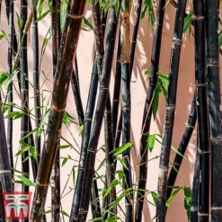 Black Bamboo -Garden Central Sales Store phyl nigra2