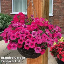 Pink Shockwave Preplanted Hanging Basket -Garden Central Sales Store pink shock
