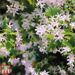 Trachelospermum 'Pink Shower' -Garden Central Sales Store pinkstar1