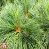 Pinus Strobus 'Blue Shag'