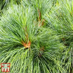 Pinus Strobus 'Blue Shag'