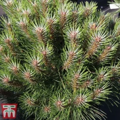 Pinus Nigra 'Marie Bregéon' (Standard)