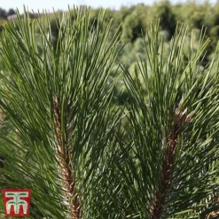 Pinus Nigra -Garden Central Sales Store pinu nigra