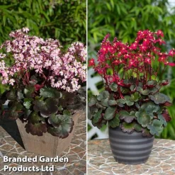 Saxifraga Dancing Pixies Duo