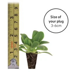 Gaillardia 'Mesa Bright Bicolour' -Garden Central Sales Store plugsize49