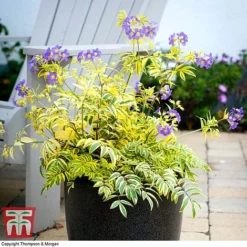 Polemonium 'Golden Feathers' -Garden Central Sales Store pole gold3