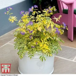 Polemonium 'Golden Feathers' -Garden Central Sales Store pole gold4