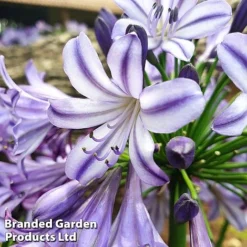 Agapanthus 'Poppin' Star' -Garden Central Sales Store poppin st