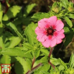 Potentilla Nepalensis 'Miss Wilmott' -Garden Central Sales Store pote2