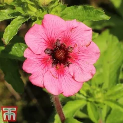 Potentilla Nepalensis 'Miss Wilmott'