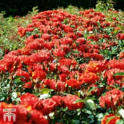 Rose 'Precious Love' (Floribunda Rose) -Garden Central Sales Store prec2