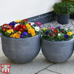 Primrose '100 Days Of Flower' -Garden Central Sales Store prim 1001