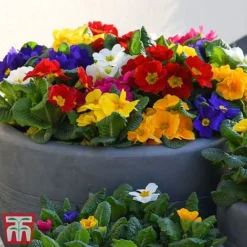 Primrose '100 Days Of Flower'