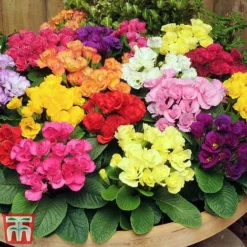 Primrose 'Primlet Tropical Mix' -Garden Central Sales Store prim let