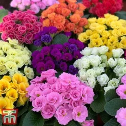 Primrose 'Primlet Tropical Mix' -Garden Central Sales Store prim trop