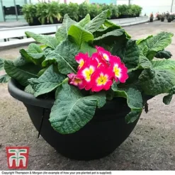 Primrose 'Arizona Bicolor' (Pre-Planted) -Garden Central Sales Store primrose arizona howwillarr