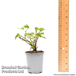 Prunus Incisa 'Kojo-No-Mai' -Garden Central Sales Store prun1