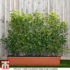 Prunus Lusitanica -Garden Central Sales Store prunus ready